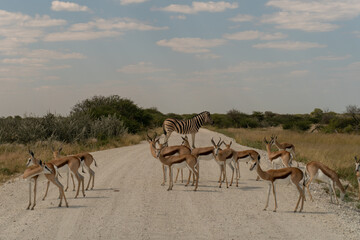 Fototapeta na wymiar Wildlife in African enviroment