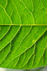 Green leaves background. The texture of the sheet. Macro