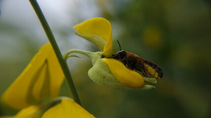 bee on flower