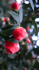 Vertical blooming camellia flowers in an old English park