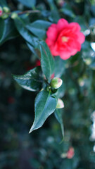 Vertical blooming camellia flowers in an old English park