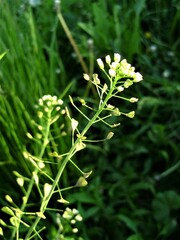 green leaves of a plant in sunlight