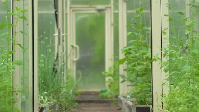Agriculture in the greenhouse. Modern warmhouse for vegetables. Walking inside a green house plantation.