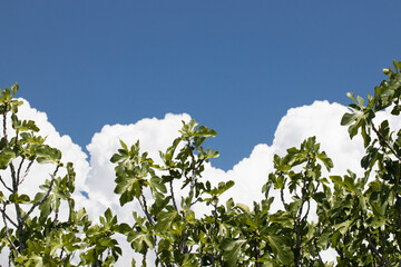fig tree under a blue sky. Close up.