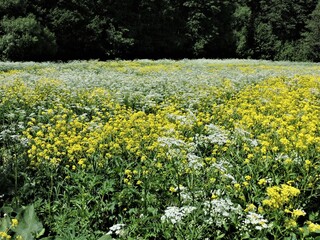 field of yellow flowers