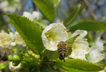 Bee flies on blooming cherry tree, blossom sweet cherry in spring