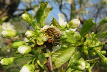 Bee on cherry flowers in the garden on blue sky background, closeup