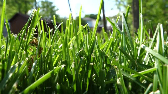 Insect or Small Animal POV - Pushing Through the Grass Low Angle POV