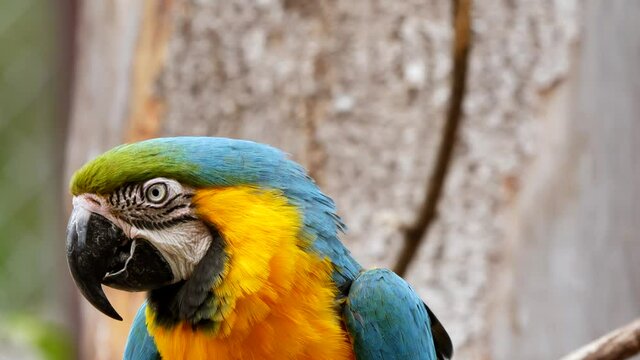 Close up shot of pretty Ara Macaw parrot looking around in rainforest,Brazil