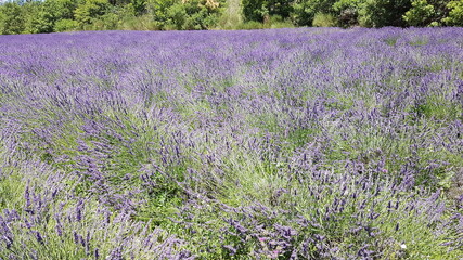 Obraz premium Sault - Baronnies - Dévoluy