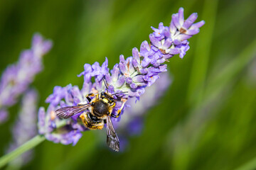 European wool carder bee (Anthidium manicatum) on Lavender (Lavandula)