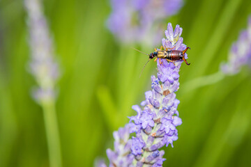 Common earwig (Forficula auricularia) on Lavender (Lavandula)