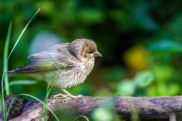 Young European greenfinch (Chloris chloris)