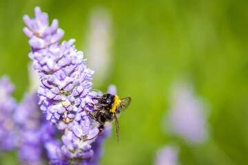 Bumblebee (Bombus) on Lavender (Lavandula)