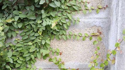 ivy on the wall