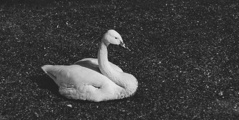 A lone Swan lies in the mud. Black and white portrait of a wild bird