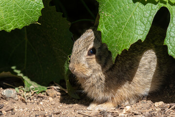Cute Young Cottontail Rabbit in Summer 