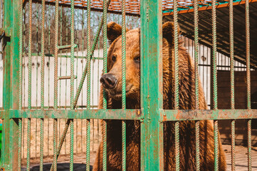 A brown bear gazes dreamily through the bars of a zoo cage. Care for wild animals in a veterinary hospital