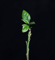 Green sprouts of avocado that grows in a pot on a black background