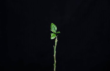 Green sprouts of avocado that grows in a pot on a black background