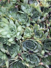 numerous pretty green succulent plants