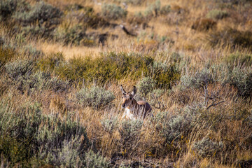 A antelope walking in the praire, in Grand Teton National Park, Wyoming.