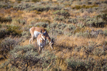 Naklejka na ściany i meble Two antelopes walking in the praire, in Grand Teton National Park, Wyoming.