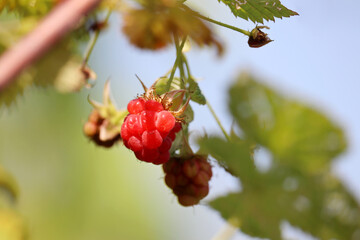 Ripe and unripe raspberries on a branch, selective focus. Red raspberry growing on a green bush in summer