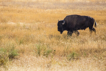 A wild bison standing on a prairie, in Grand Teton National Park.