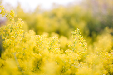 Fresh wildflowers bloom on the field on a beautiful sunny summer day
