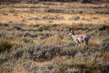 A antelope walking in the praire, in Grand Teton National Park, Wyoming.