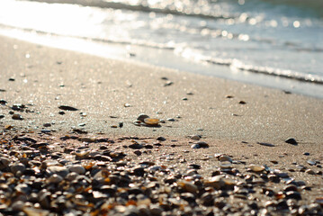 Sea shore with shells