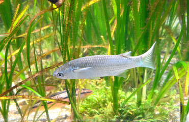 水草についた食べ物の藻を探して泳ぐワニグチボラ