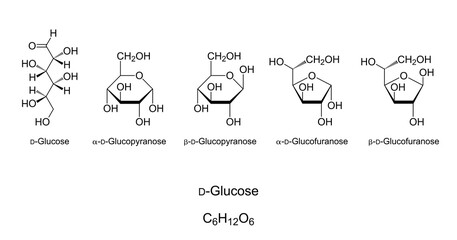Glucose, monosaccharide, chemical structure. Simple sugar. Natta projection of open-chain D-Glucose. Haworth projections of four cyclic isomers with pyranose and furanose rings. Illustration. Vector.