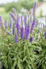 Obraz premium Gardening on the home balcony, plants of veronica (speedwell) with ornamental purple spikes