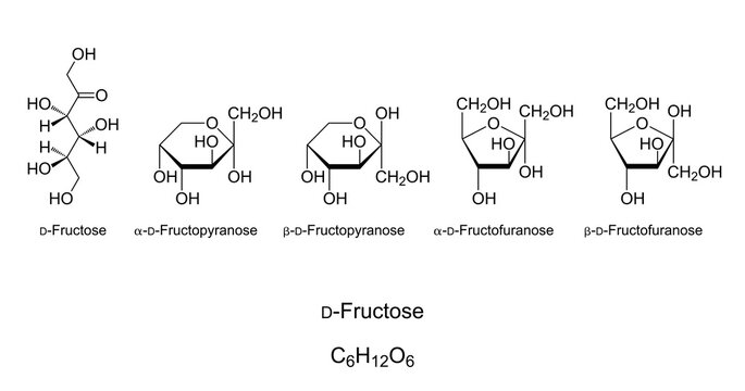 Fructose, fruit sugar, monosaccharide, chemical structure. Simple sugar. Natta projection of open-chain D-Fructose. Haworth projection of four cyclic isomers with pyranose and furanose rings. Vector.