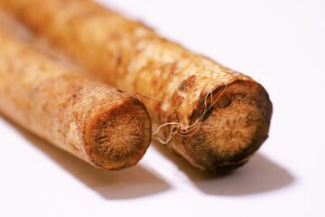 ごぼうの断面