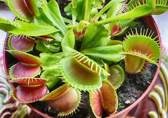 Close up of Venus flytrap (Dionaea muscipula) carnivorous houseplant catches  insects and spiders with the trapping structures at the end of the leaves © acrogame