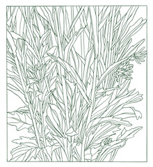 Green Ink Drawing illustration of aster flowers with leaves