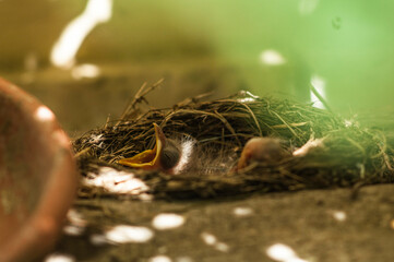 Pullo di merlo nel nido