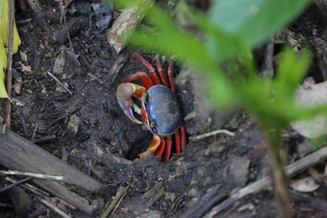 Tropical land crab of Costa Rica