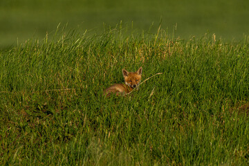 Red fox
