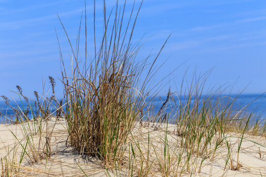 The Close Up of Grass on Sand Dune