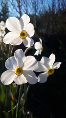 white and yellow flowers