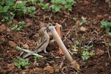 Bird in the home garden 