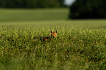 Red fox