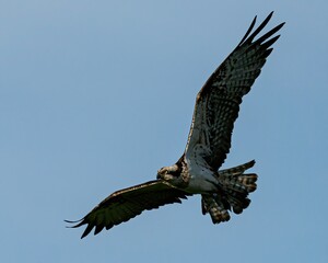 Osprey in flight