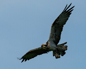 Osprey in flight