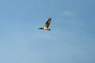 Osprey in flight