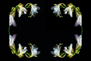 collage with wilted white freesia on black background, with space for text